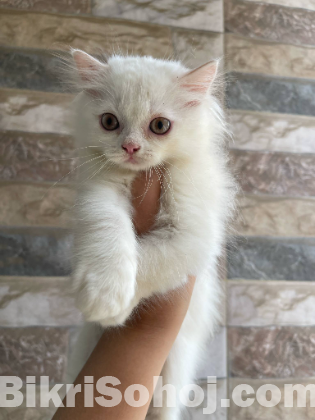 Pure persian Cat